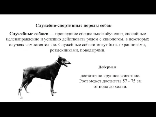 Служебно-спортивные породы собак Служебные собаки — прошедшие специальное обучение, способные целенаправленно