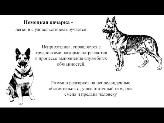 Немецкая овчарка - Разумно реагирует на непредвиденные обстоятельства, у нее отличный