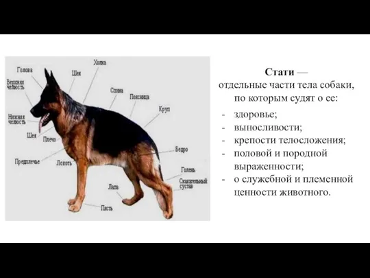 здоровье; выносливости; крепости телосложения; поло­вой и породной выраженности; о служебной и