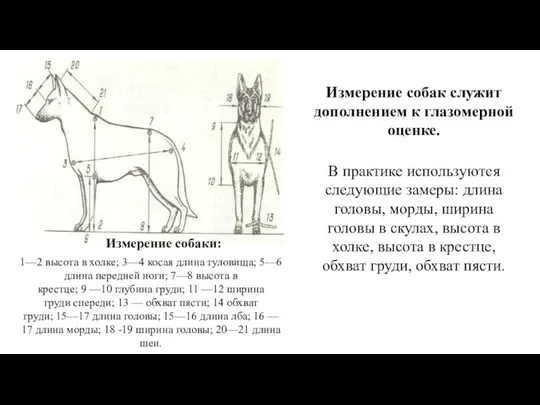 Измерение собаки: 1—2 высота в холке; 3—4 косая длина туловища; 5—6