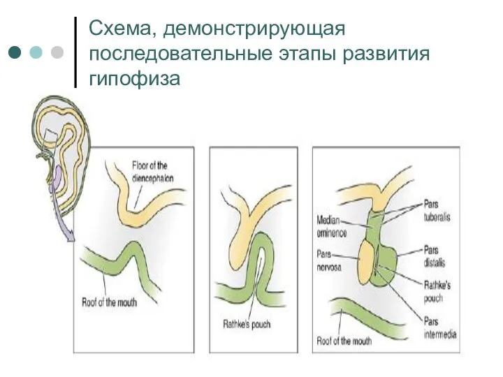 Схема, демонстрирующая последовательные этапы развития гипофиза