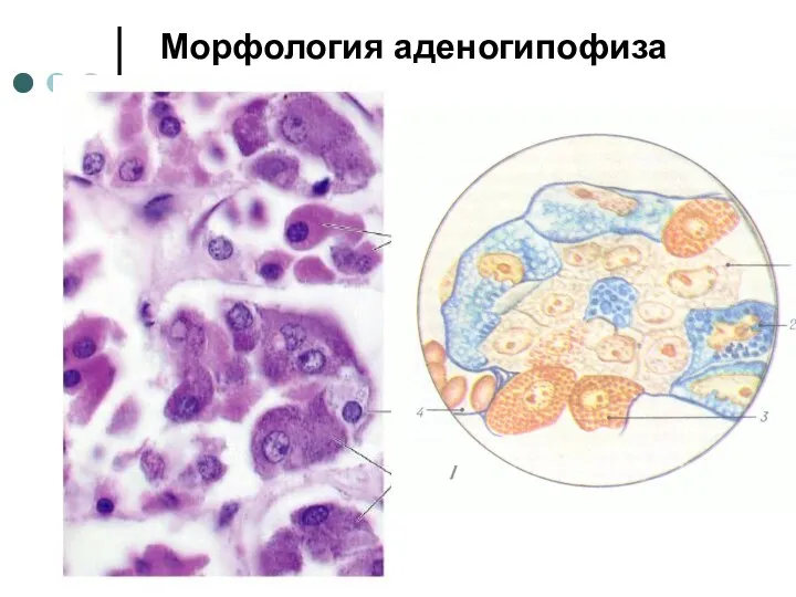 Морфология аденогипофиза