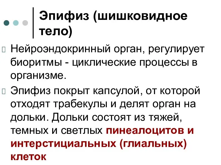 Эпифиз (шишковидное тело) Нейроэндокринный орган, регулирует биоритмы - циклические процессы в