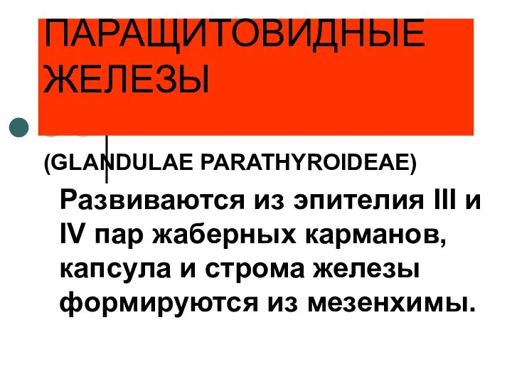 ПАРАЩИТОВИДНЫЕ ЖЕЛЕЗЫ (GLANDULAE PARATHYROIDEAE) Развиваются из эпителия III и IV пар