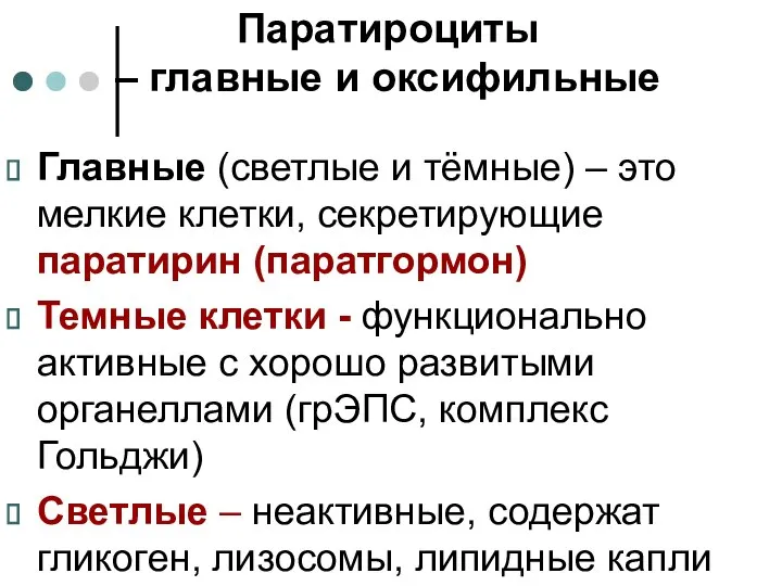 Паратироциты – главные и оксифильные Главные (светлые и тёмные) – это