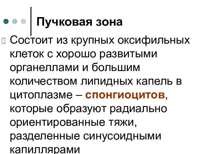 Пучковая зона Состоит из крупных оксифильных клеток с хорошо развитыми органеллами