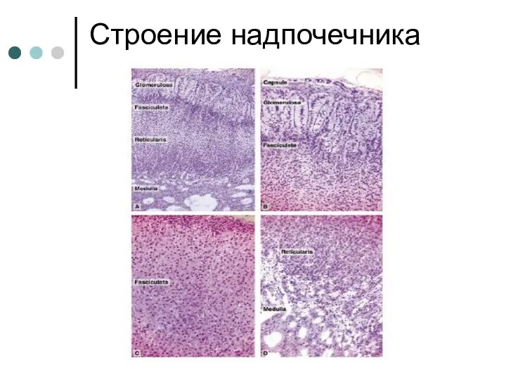 Строение надпочечника