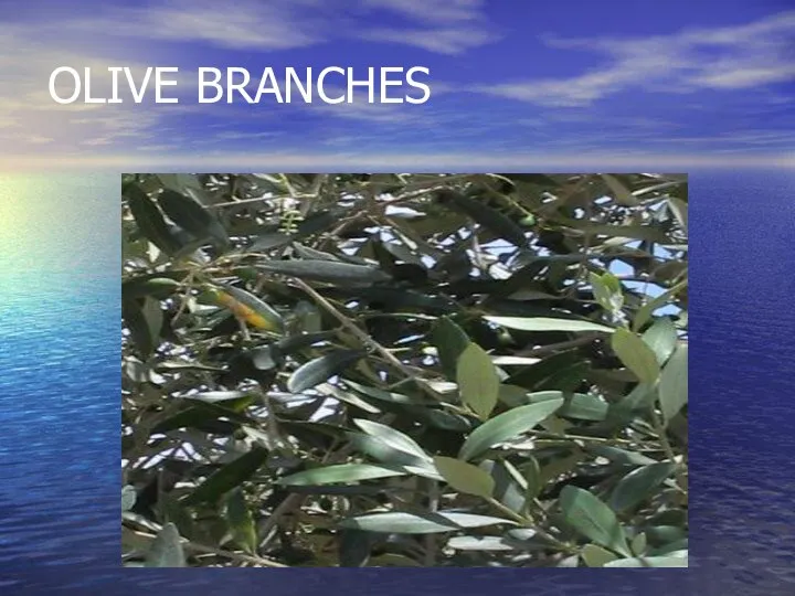 OLIVE BRANCHES