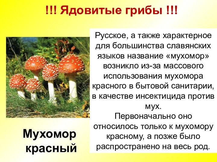 !!! Ядовитые грибы !!! Мухомор красный Русское, а также характерное для