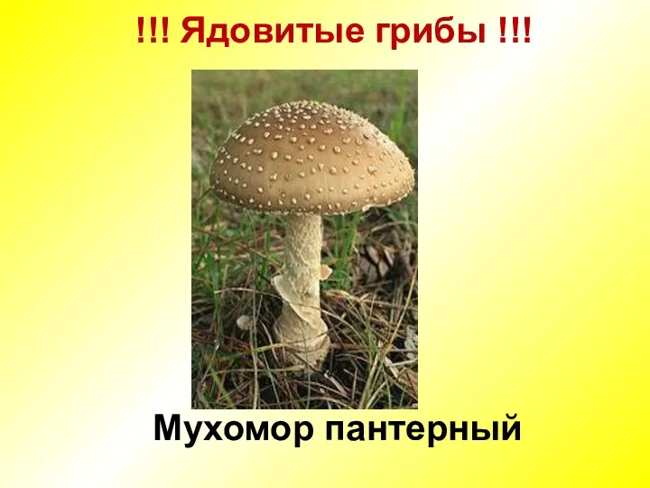 !!! Ядовитые грибы !!! Мухомор пантерный