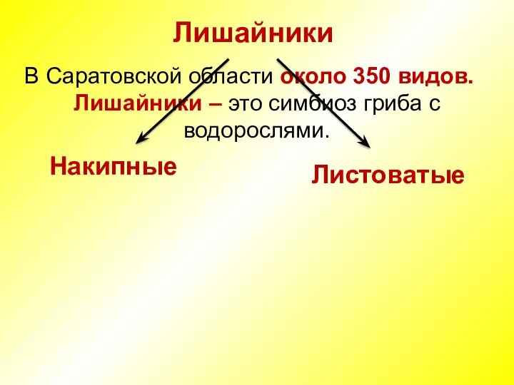 Лишайники В Саратовской области около 350 видов. Лишайники – это симбиоз гриба с водорослями. Накипные Листоватые