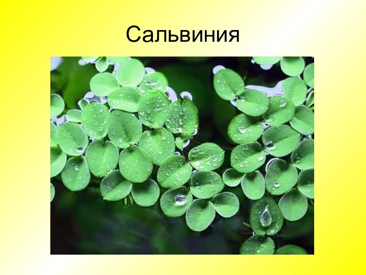 Сальвиния