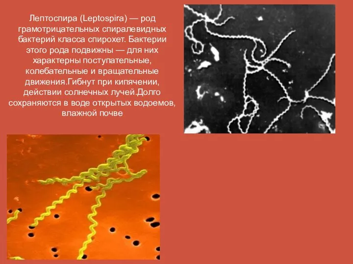 Лептоспира (Leptospira) — род грамотрицательных спиралевидных бактерий класса спирохет. Бактерии этого
