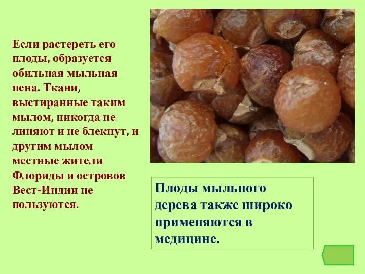 Плоды мыльного дерева также широко применяются в медицине. Если растереть его