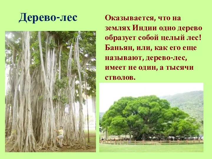 Дерево-лес Оказывается, что на землях Индии одно дерево образует собой целый