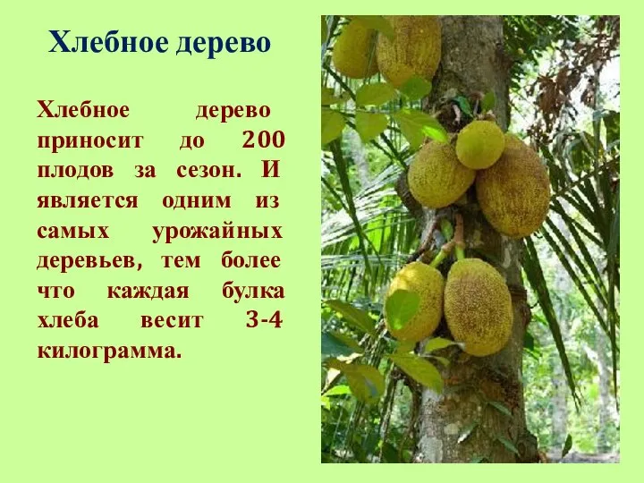 Хлебное дерево Хлебное дерево приносит до 200 плодов за сезон. И