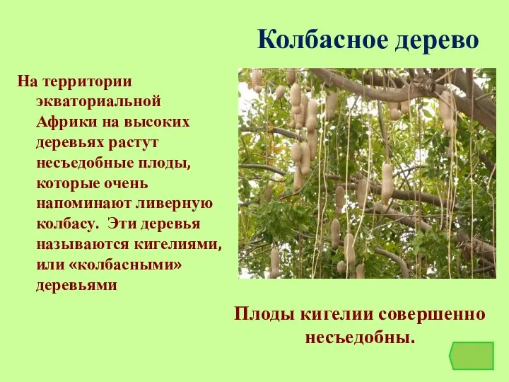 Колбасное дерево На территории экваториальной Африки на высоких деревьях растут несъедобные