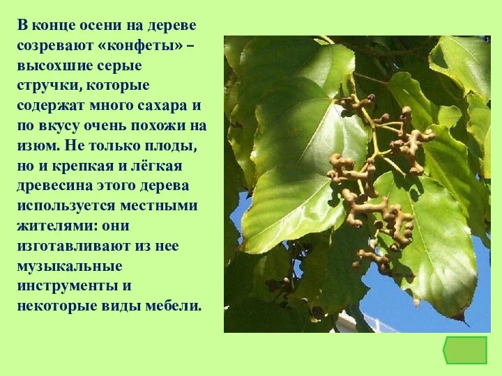 В конце осени на дереве созревают «конфеты» – высохшие серые стручки,