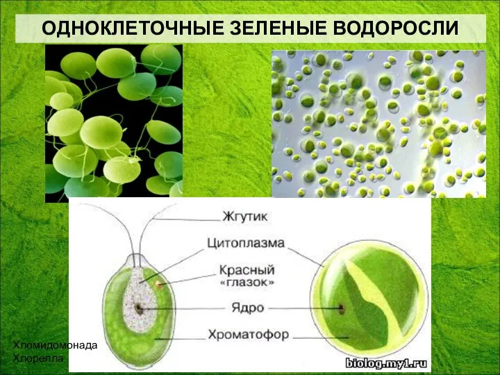 ОДНОКЛЕТОЧНЫЕ ЗЕЛЕНЫЕ ВОДОРОСЛИ Хломидомонада Хлорелла