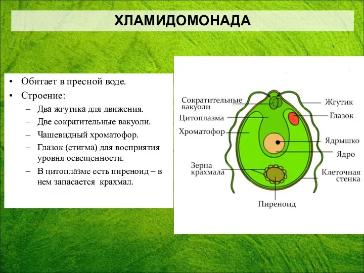 Обитает в пресной воде. Строение: Два жгутика для движения. Две сократительные