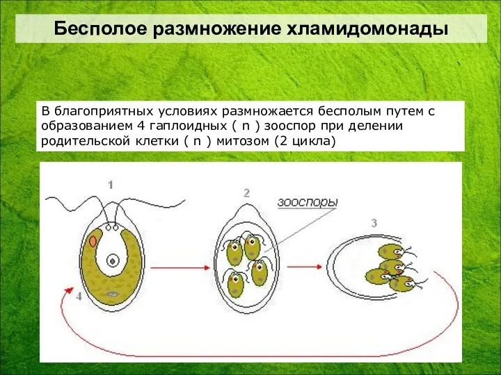 В благоприятных условиях размножается бесполым путем с образованием 4 гаплоидных (