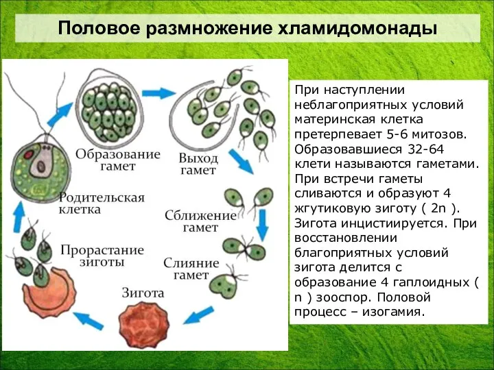 При наступлении неблагоприятных условий материнская клетка претерпевает 5-6 митозов. Образовавшиеся 32-64