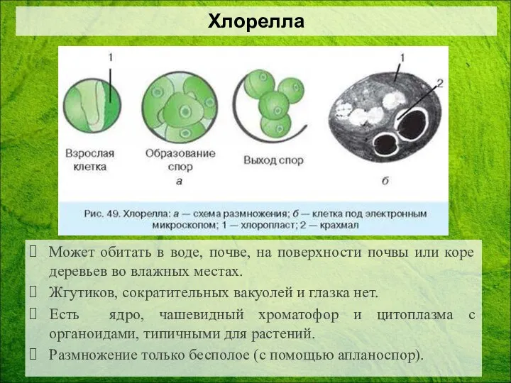 Может обитать в воде, почве, на поверхности почвы или коре деревьев