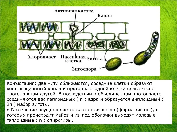 Конъюгация: две нити сближаются, соседние клетки образуют конъюгационный канал и протопласт