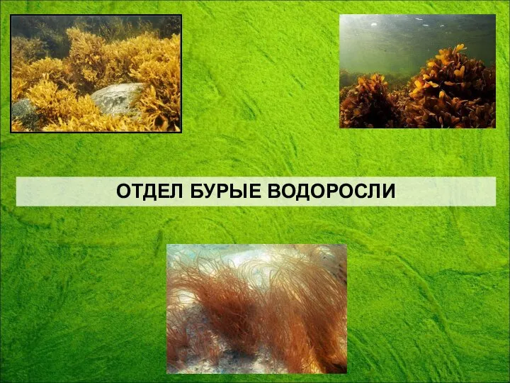 ОТДЕЛ БУРЫЕ ВОДОРОСЛИ