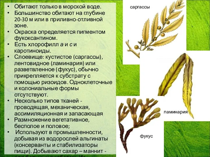 Обитают только в морской воде. Большинство обитают на глубине 20-30 м