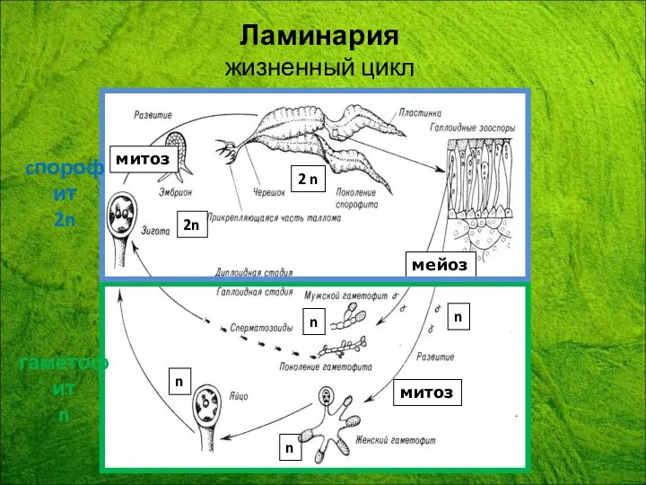 Ламинария жизненный цикл n n n n 2n 2 n мейоз