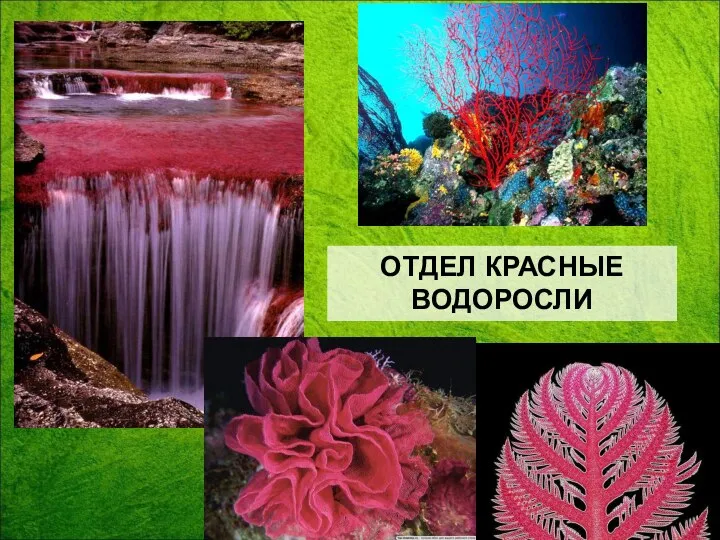 ОТДЕЛ КРАСНЫЕ ВОДОРОСЛИ