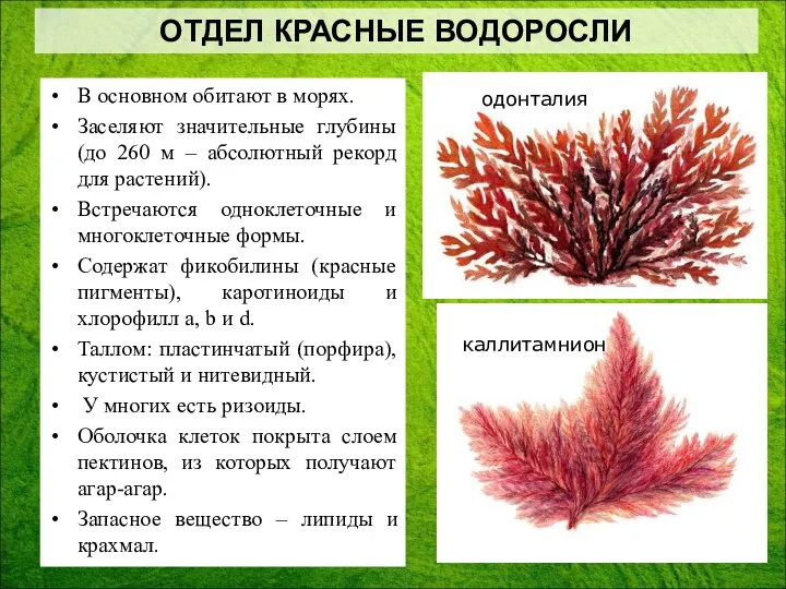 В основном обитают в морях. Заселяют значительные глубины (до 260 м