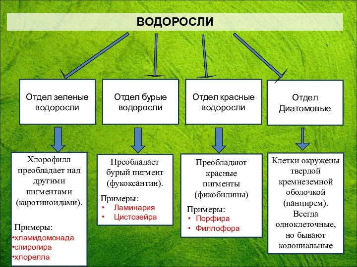 Отдел зеленые водоросли Отдел бурые водоросли Отдел красные водоросли Хлорофилл преобладает