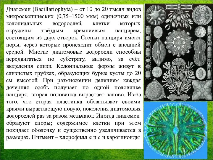 Диатомеи (Bacillariophyta) – от 10 до 20 тысяч видов микроскопических (0,75–1500