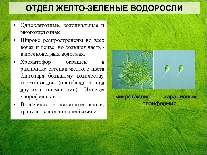 Одноклеточные, колониальные и многоклеточные Широко распространены во всех водах и почве,