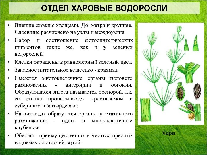 Внешне схожи с хвощами. До метра и крупнее. Слоевище расчленено на