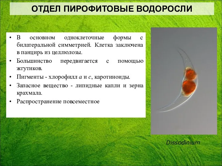 В основном одноклеточные формы с билатеральной симметрией. Клетка заключена в панцирь