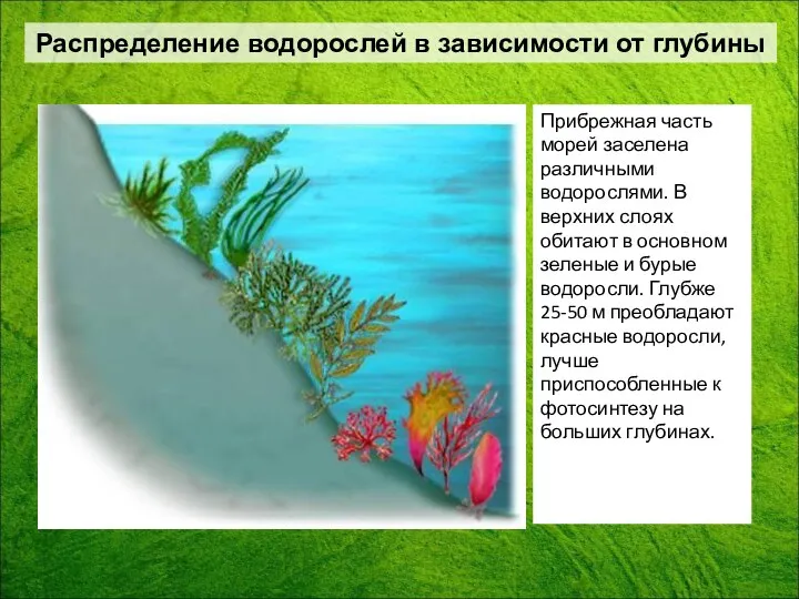 Прибрежная часть морей заселена различными водорослями. В верхних слоях обитают в