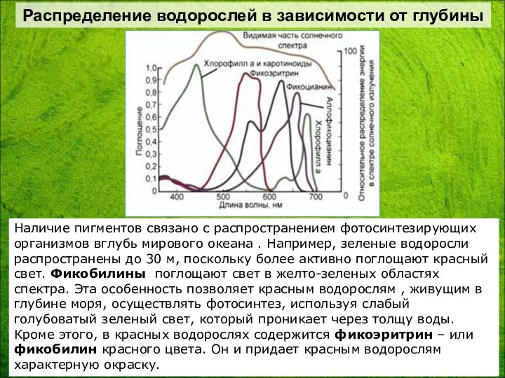 Распределение водорослей в зависимости от глубины Наличие пигментов связано с распространением