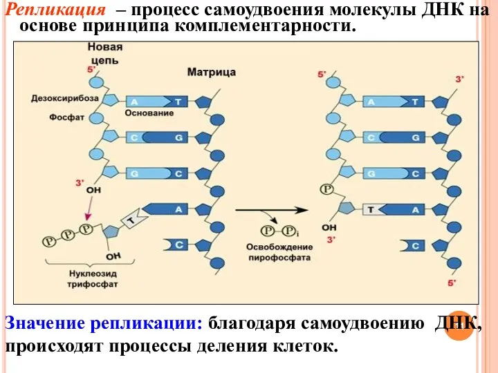 Репликация – процесс самоудвоения молекулы ДНК на основе принципа комплементарности. Значение