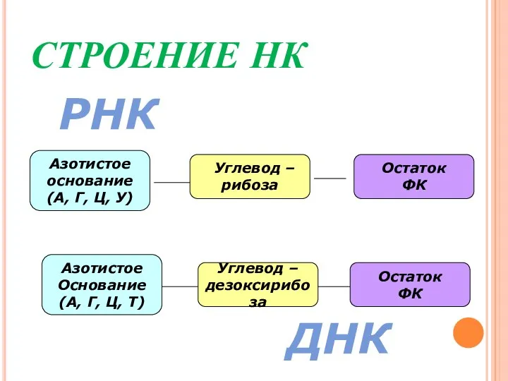 СТРОЕНИЕ НК Углевод – дезоксирибоза Азотистое Основание (А, Г, Ц, Т)