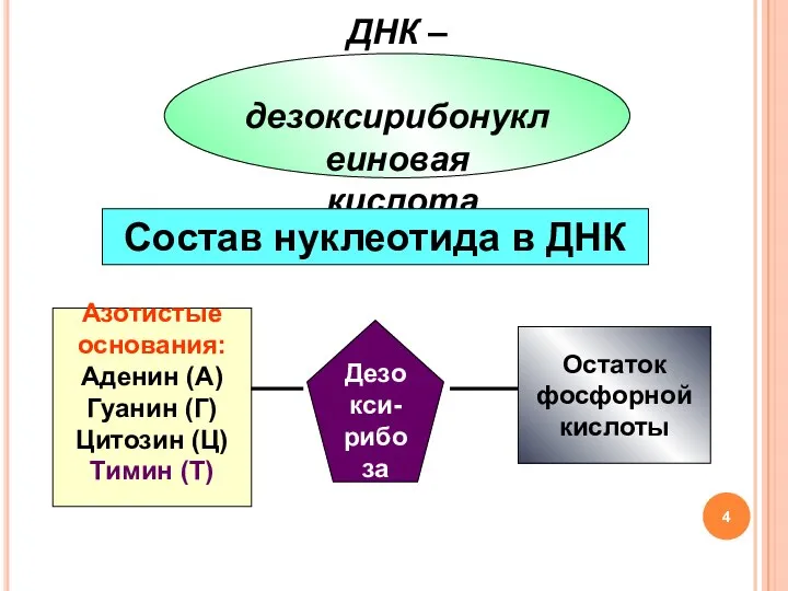 ДНК – дезоксирибонуклеиновая кислота Состав нуклеотида в ДНК Азотистые основания: Аденин