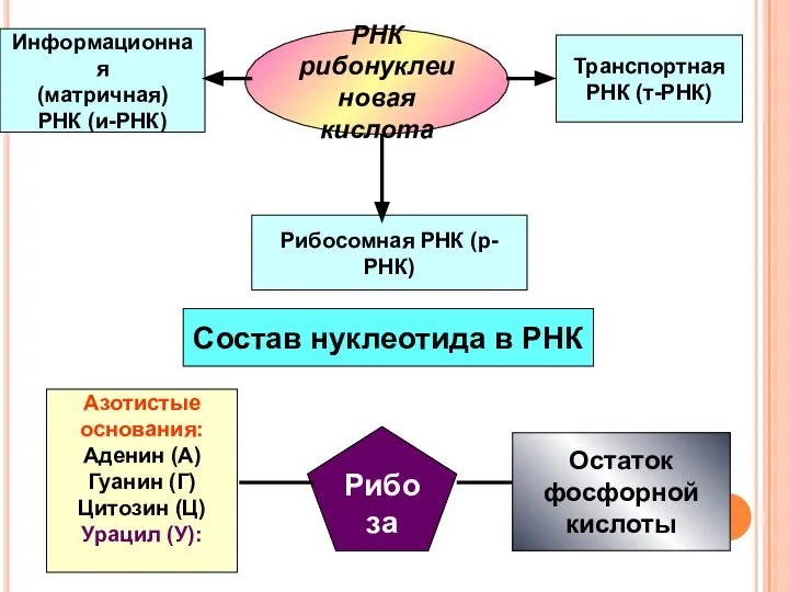 РНК рибонуклеиновая кислота Состав нуклеотида в РНК Азотистые основания: Аденин (А)