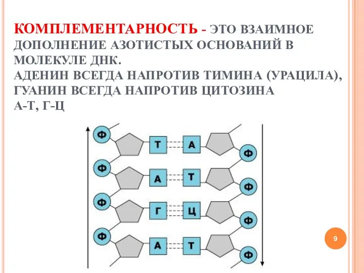 КОМПЛЕМЕНТАРНОСТЬ - ЭТО ВЗАИМНОЕ ДОПОЛНЕНИЕ АЗОТИСТЫХ ОСНОВАНИЙ В МОЛЕКУЛЕ ДНК. АДЕНИН