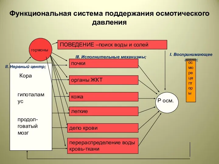 I. Воспринимающее звено; II. Нервный центр; III. Исполнительные механизмы;