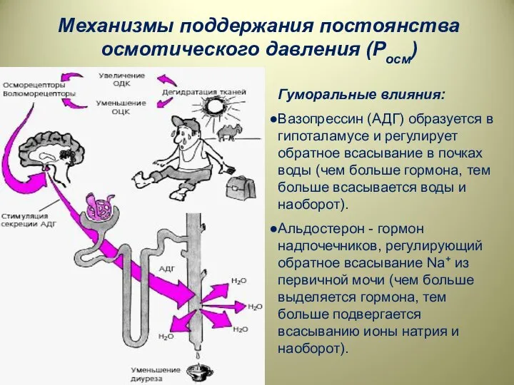 Механизмы поддержания постоянства осмотического давления (Росм) Гуморальные влияния: Вазопрессин (АДГ) образуется