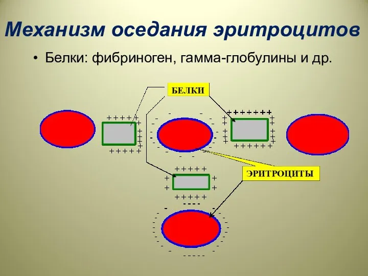 Механизм оседания эритроцитов Белки: фибриноген, гамма-глобулины и др.