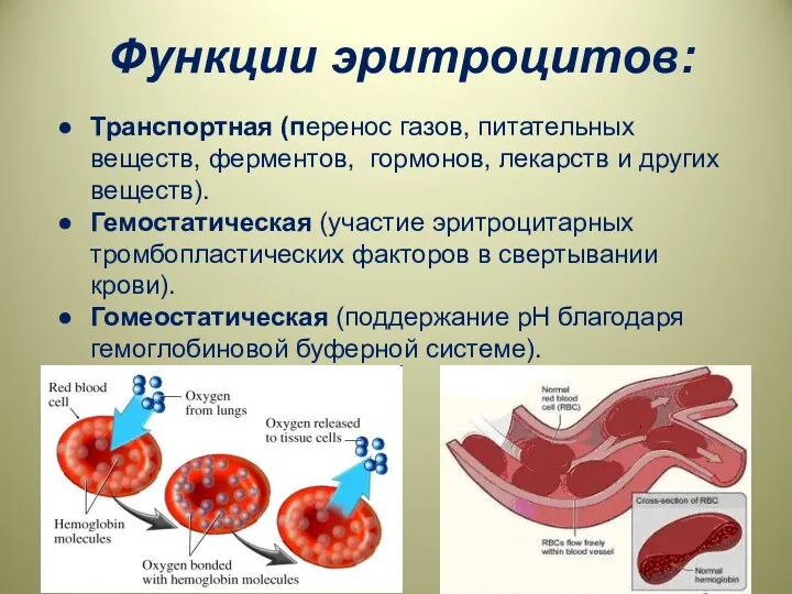 Функции эритроцитов: Транспортная (перенос газов, питательных веществ, ферментов, гормонов, лекарств и