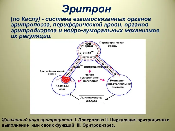 Эритрон (по Каслу) - система взаимосвязанных органов эритропоэза, периферической крови, органов